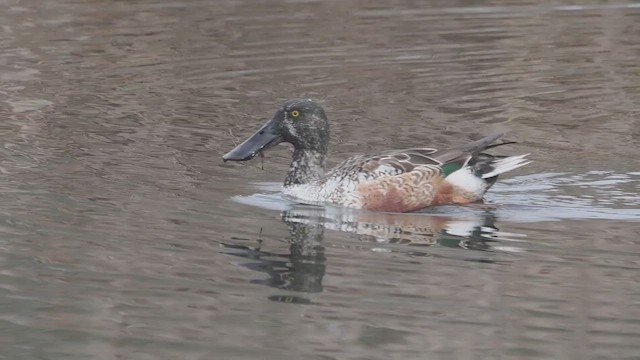 lžičák pestrý - ML652415167