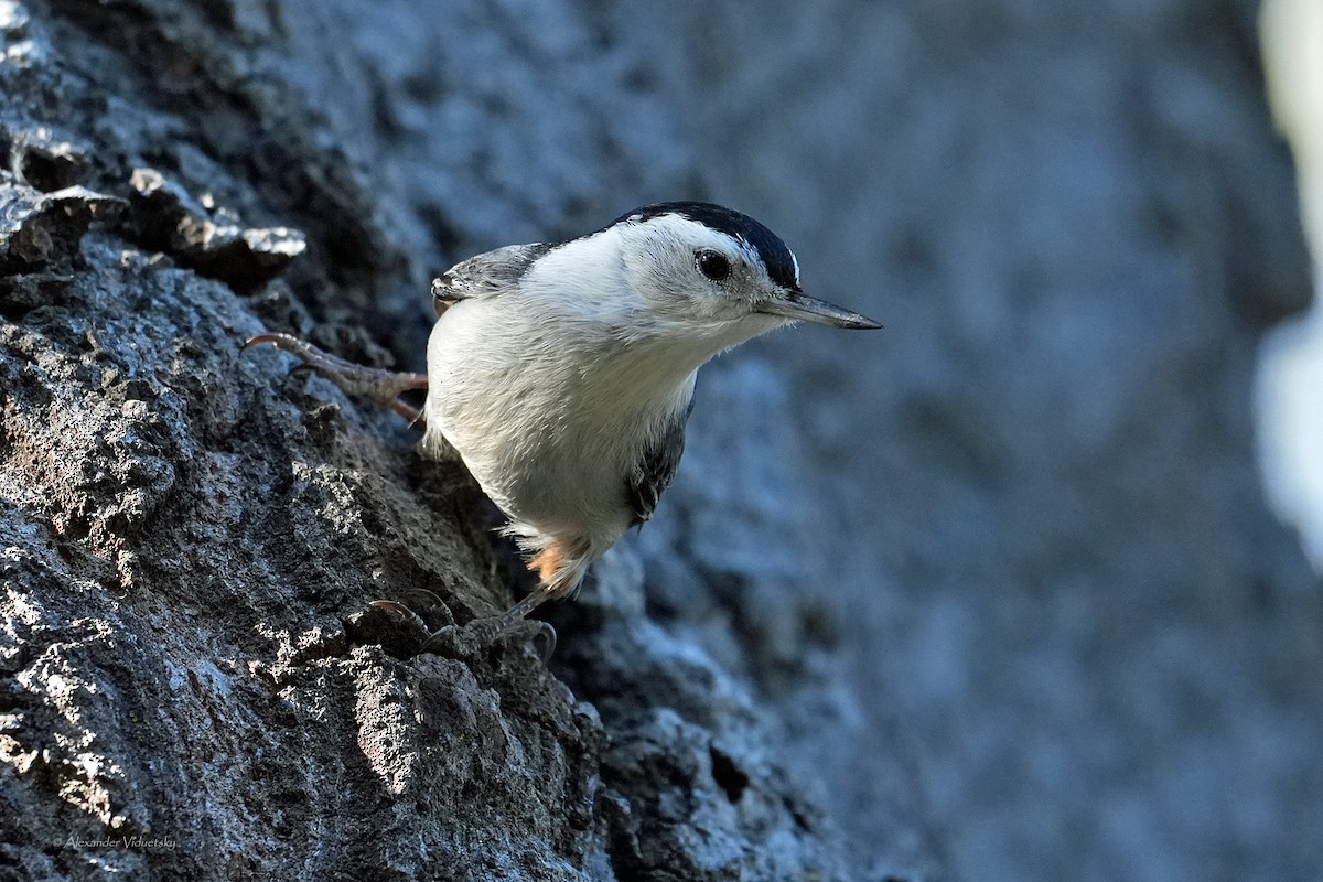 Beyaz Göğüslü Sıvacı - ML652415230