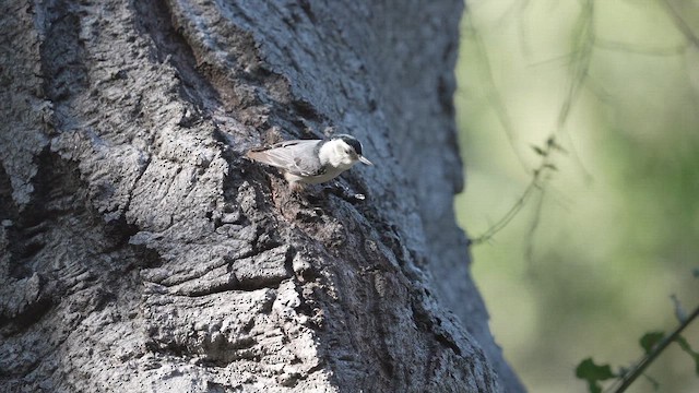 Beyaz Göğüslü Sıvacı - ML652415236