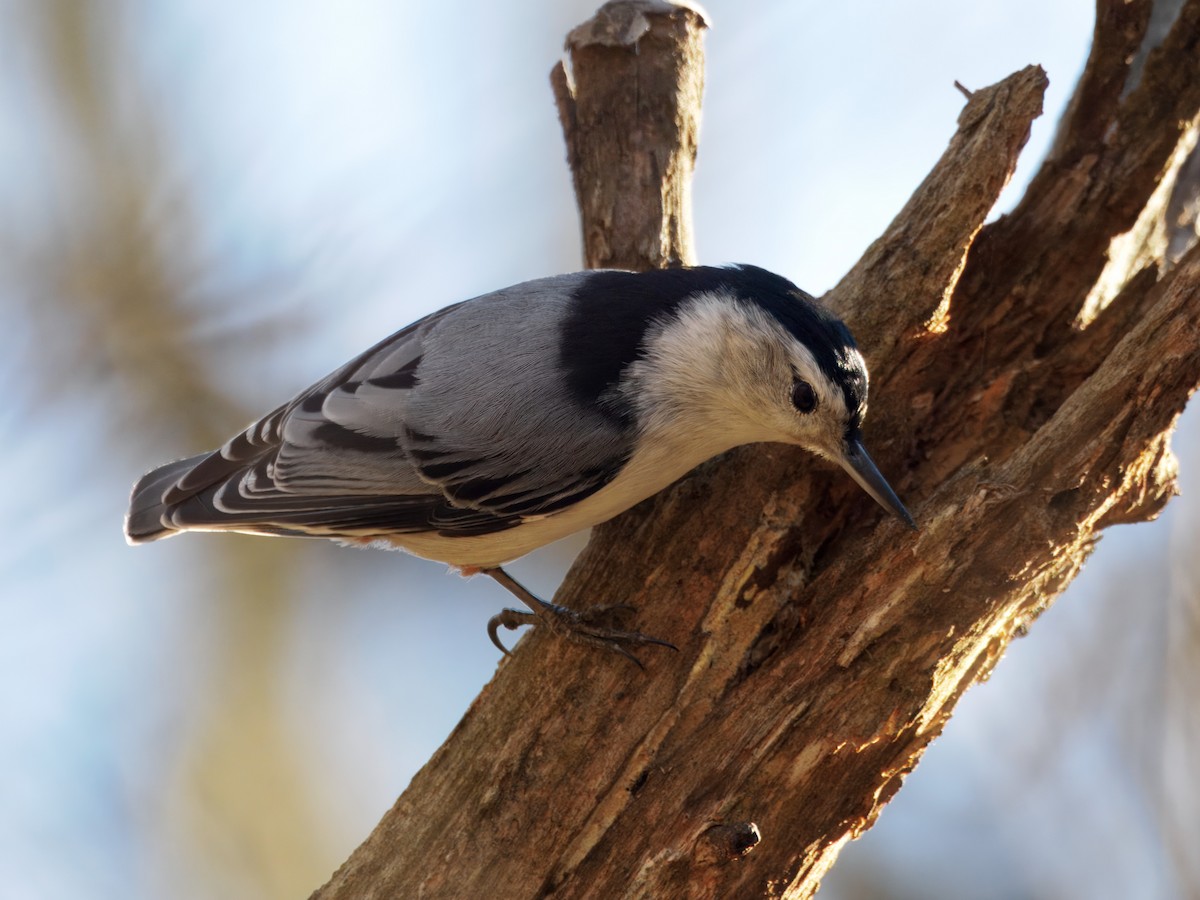 Beyaz Göğüslü Sıvacı - ML652415565