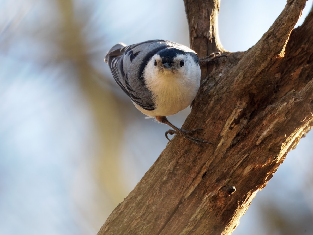 Beyaz Göğüslü Sıvacı - ML652415566