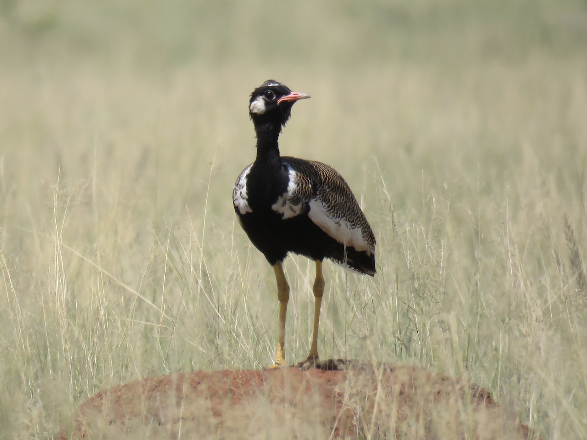White-quilled Bustard - ML652415571