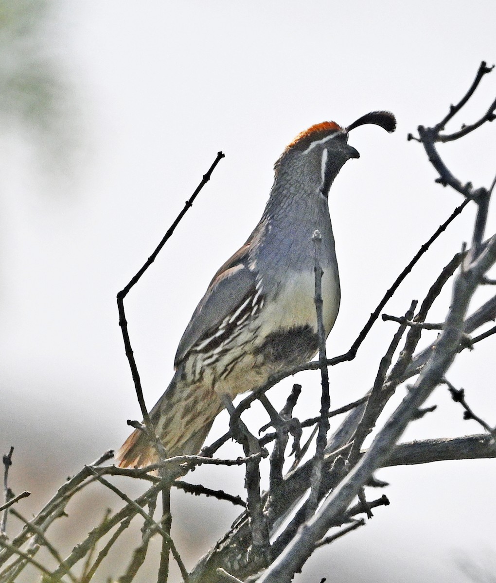 Gambel's Quail - ML652415738