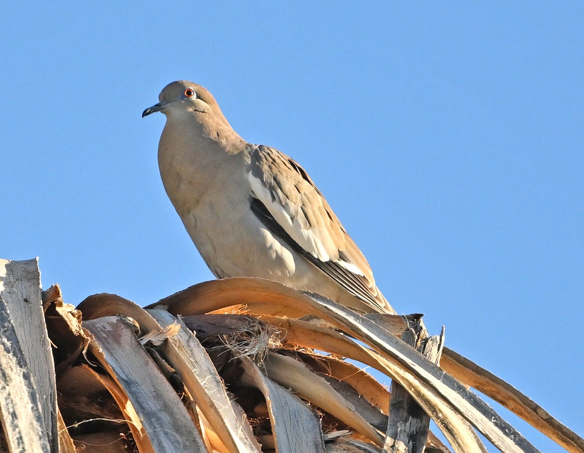 White-winged Dove - ML652415856