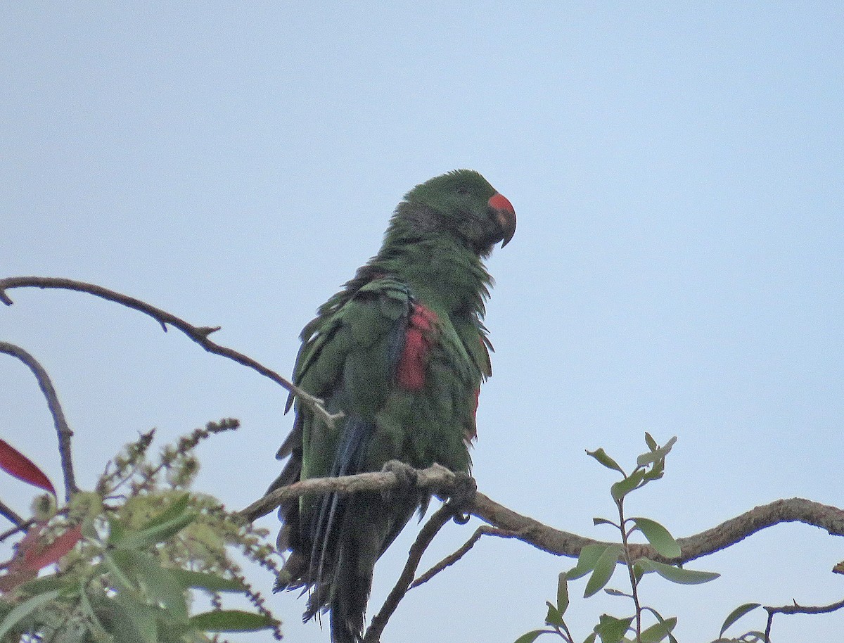 Papuan Eclectus - ML652415860