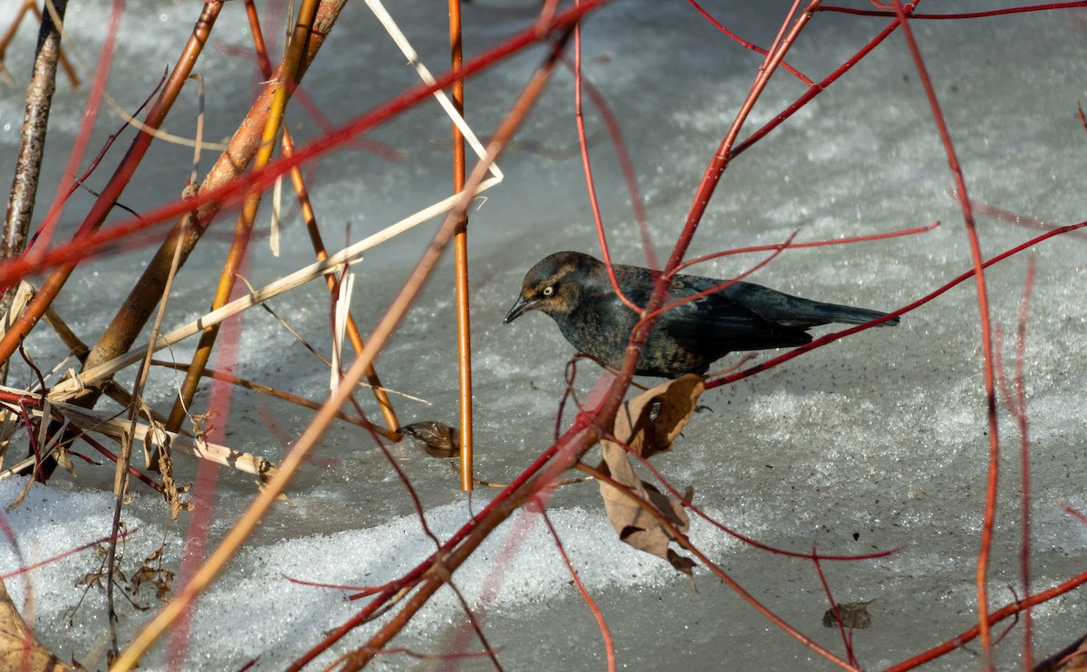 eBird Checklist - 8 Mar 2026 - Cedarvale Park & Ravine - 10 species