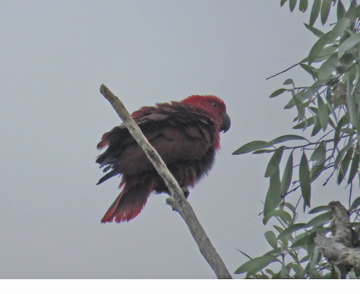 Papuan Eclectus - ML652415906