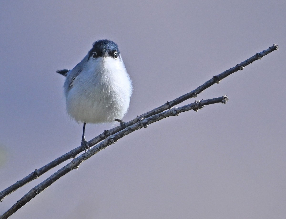 Black-tailed Gnatcatcher - ML652415912