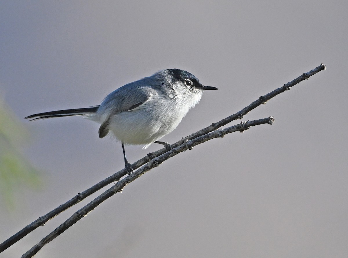 Black-tailed Gnatcatcher - ML652415913