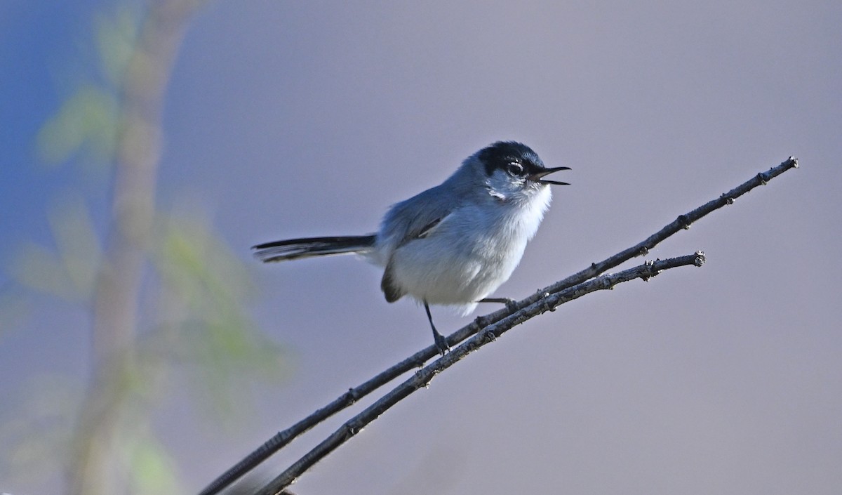 Black-tailed Gnatcatcher - ML652415914
