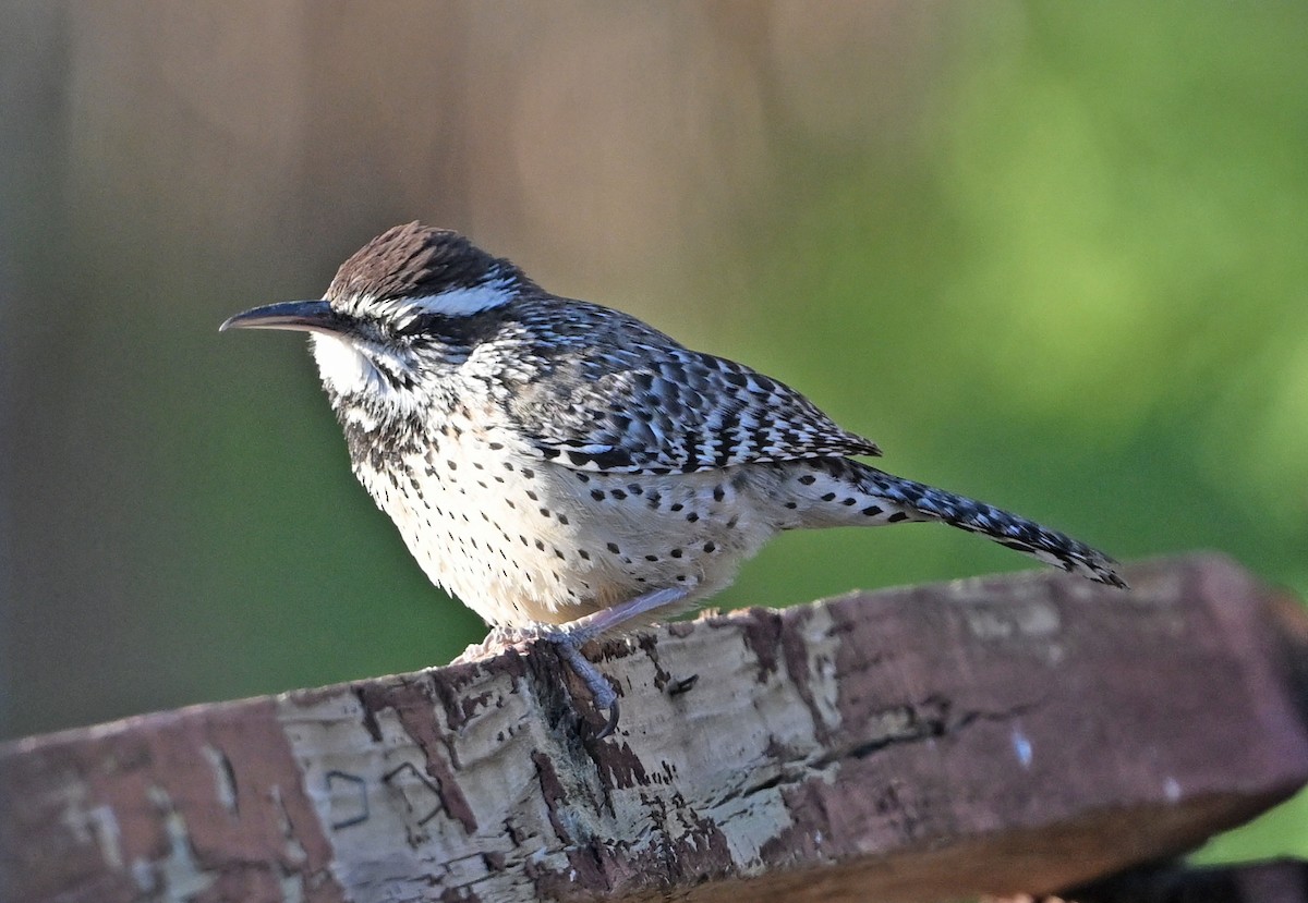 Cactus Wren - ML652415932
