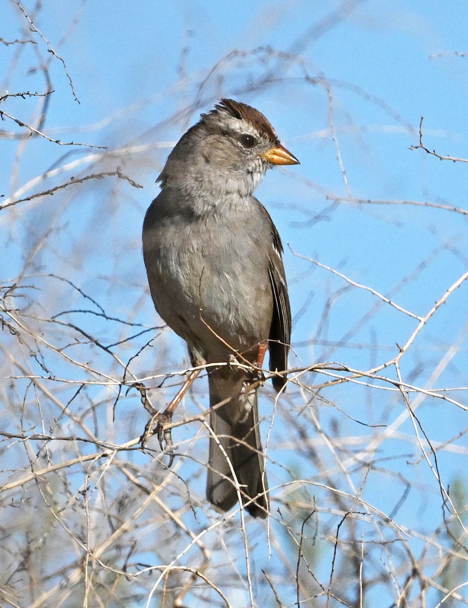 White-crowned Sparrow - ML652415954