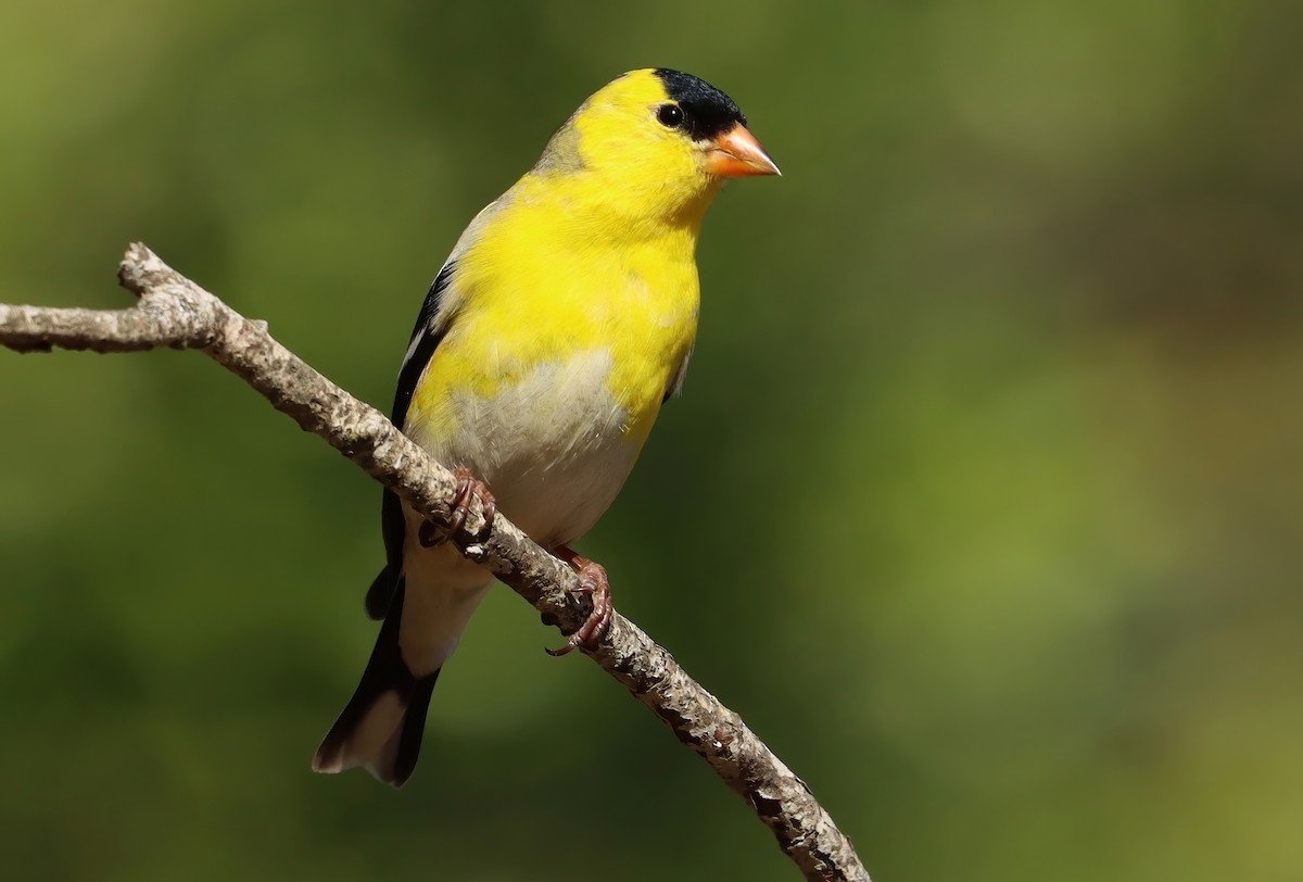 Jilguero Yanqui - ML652416011