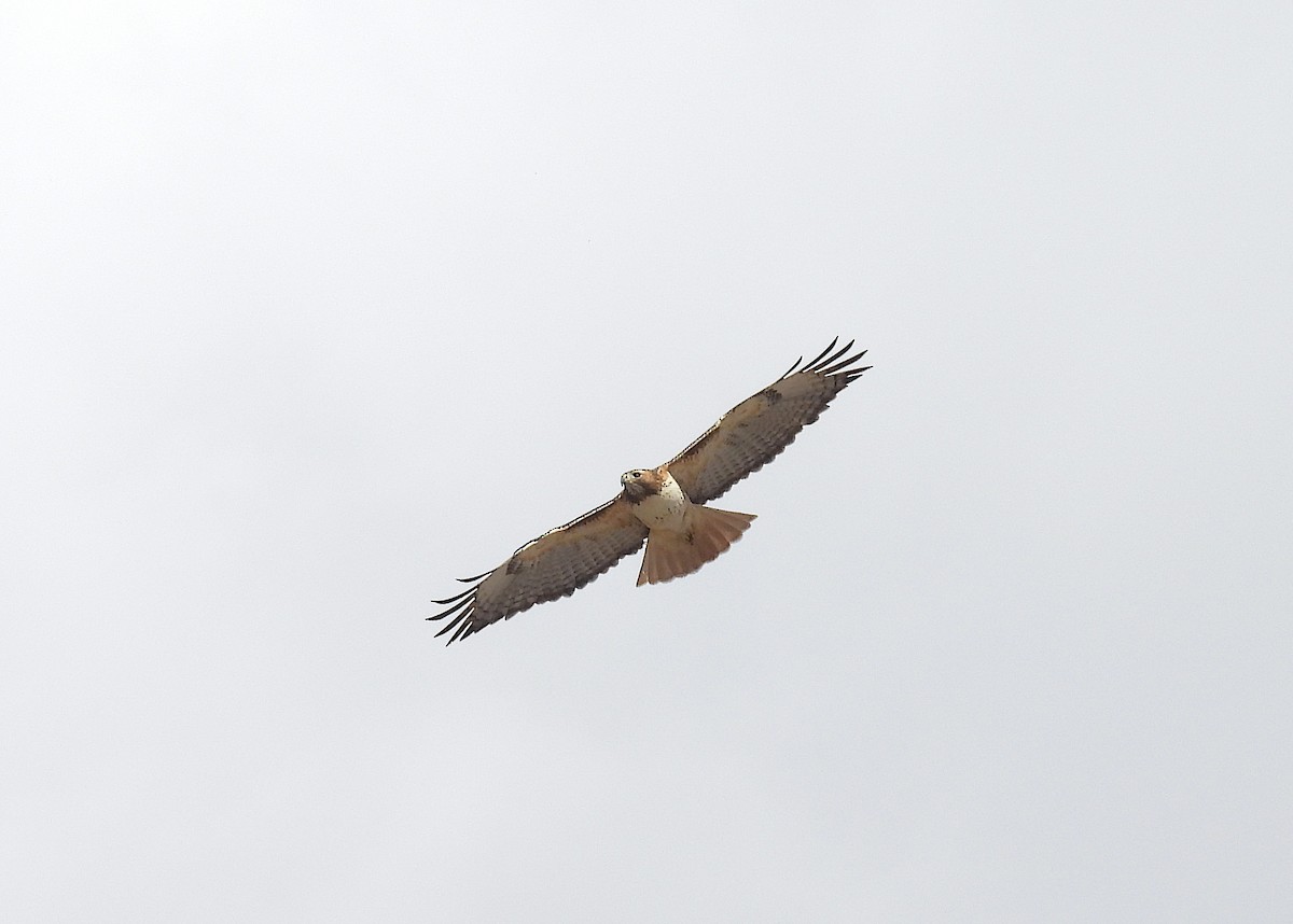 Red-tailed Hawk - ML652416038