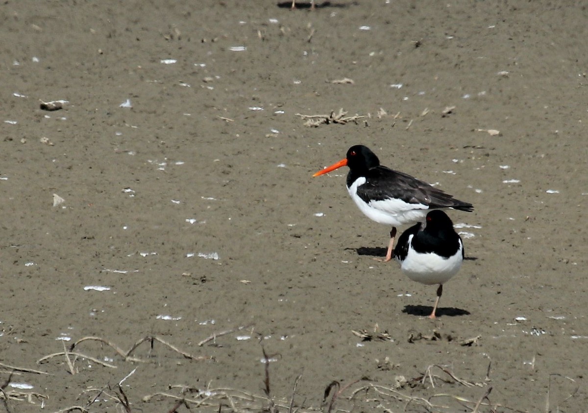 Eurasian Oystercatcher - ML65241611