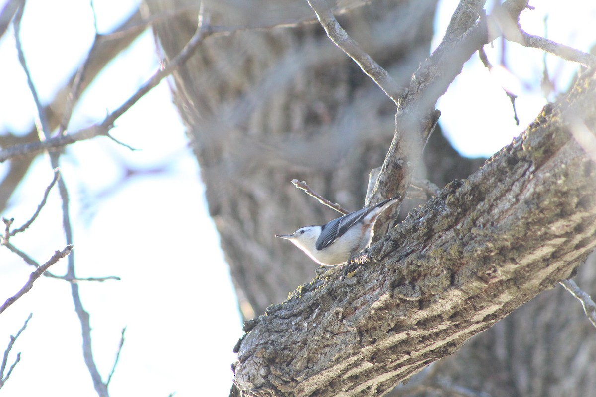 Beyaz Göğüslü Sıvacı - ML652416143