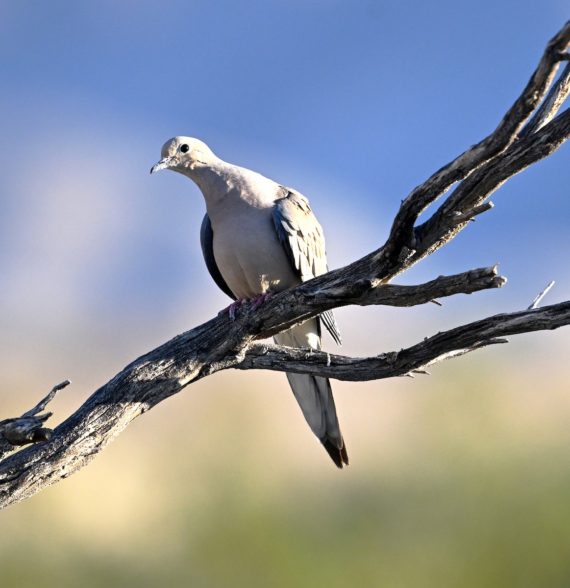 Mourning Dove - ML652416150