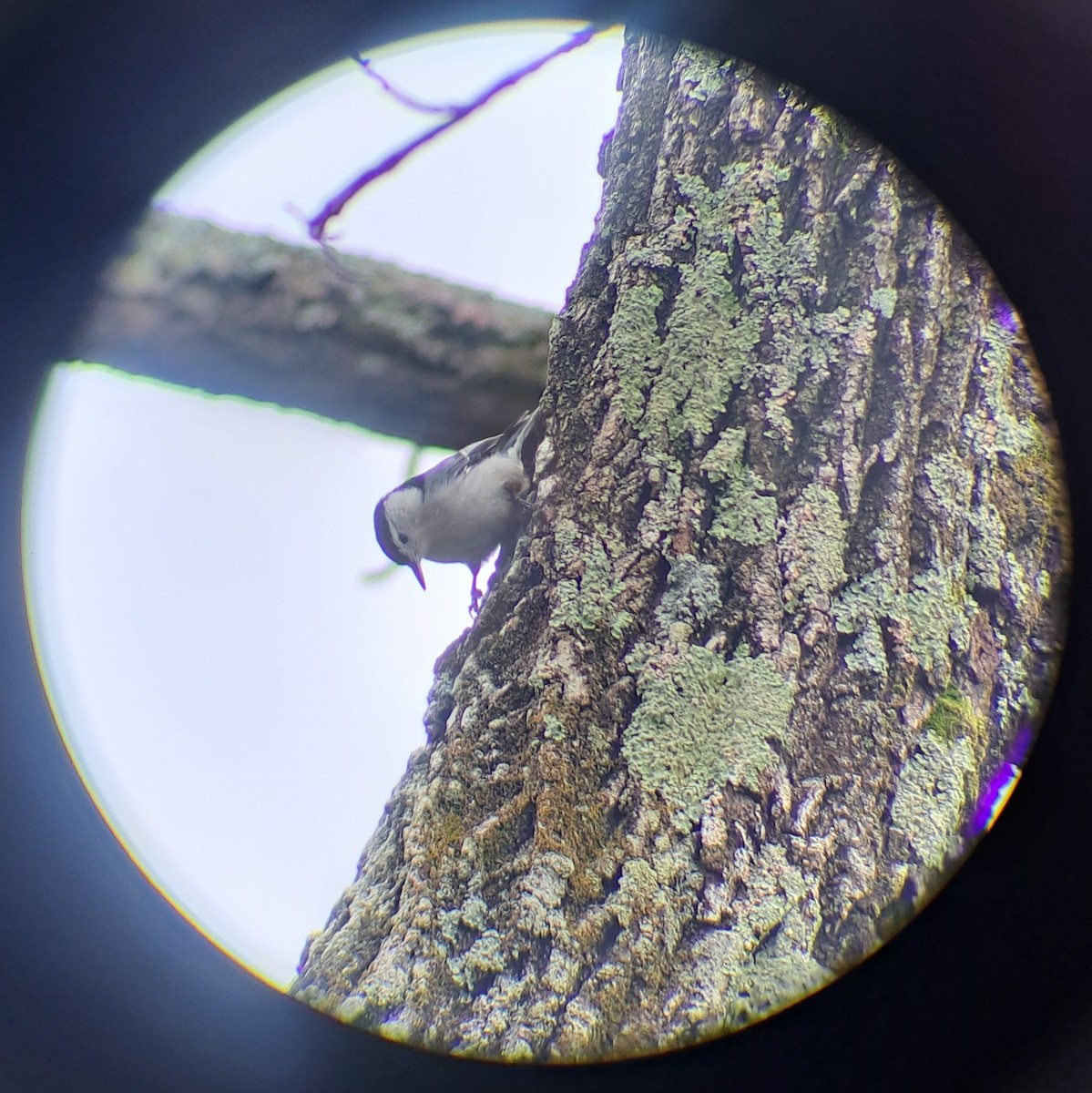 Beyaz Göğüslü Sıvacı - ML652416244