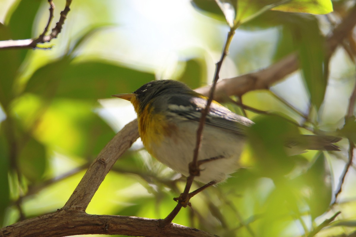 Northern Parula - ML652416267