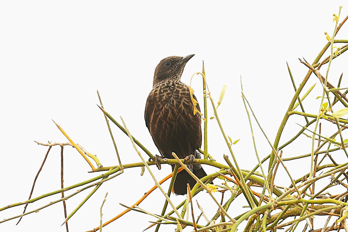 Northern Anteater-Chat - ML652416346