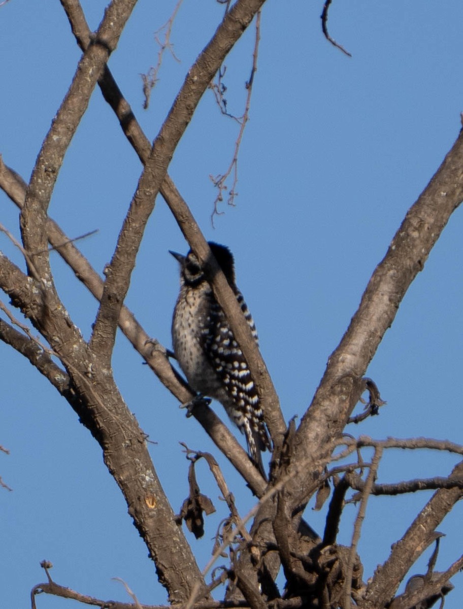 strakapoud proužkohřbetý - ML652416363