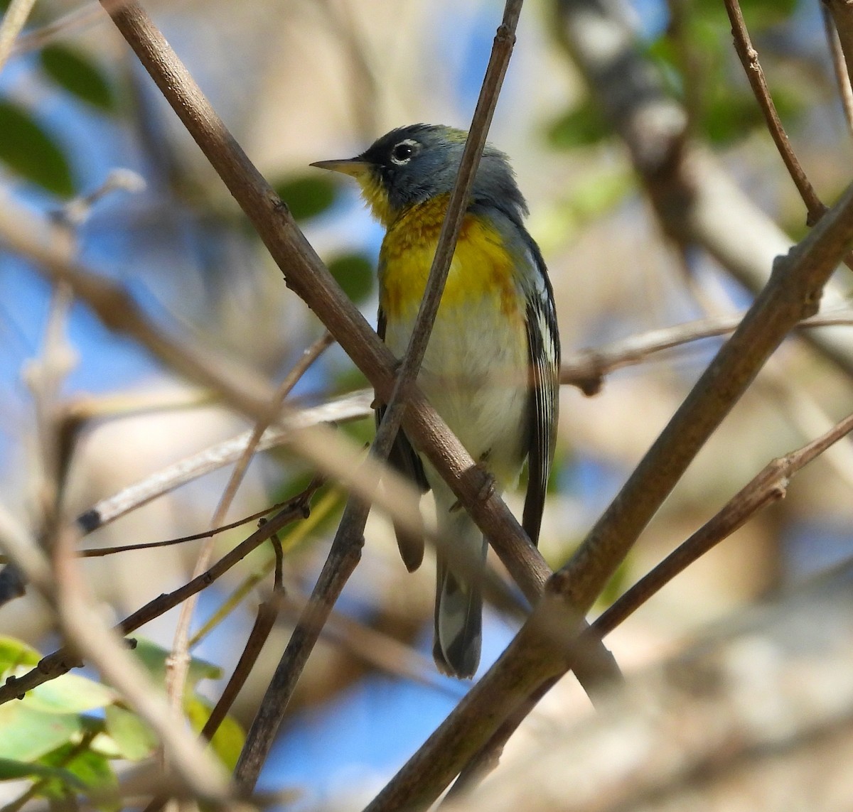 Northern Parula - ML652416412