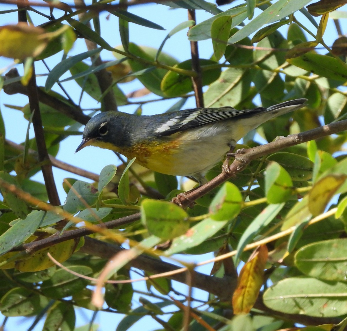Northern Parula - ML652416416