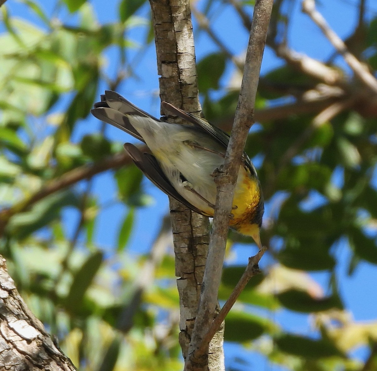 Northern Parula - ML652416419