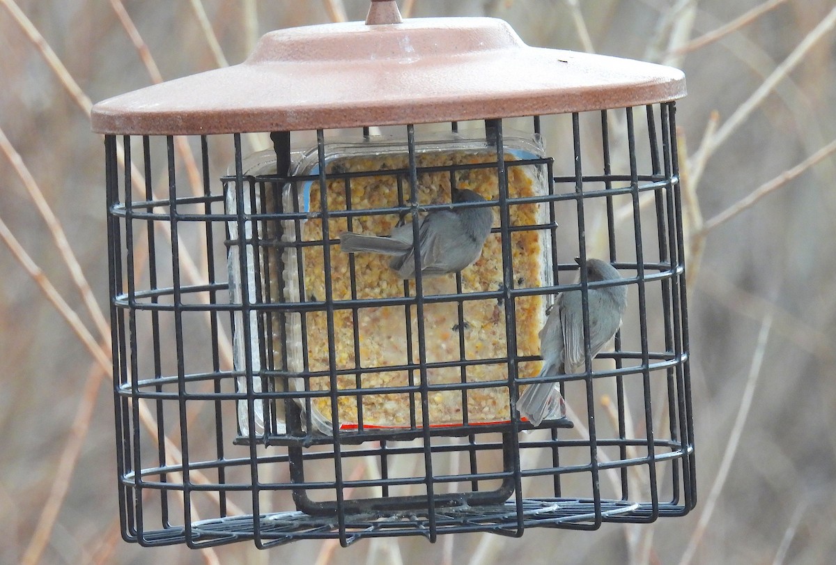 Bushtit - ML652416479