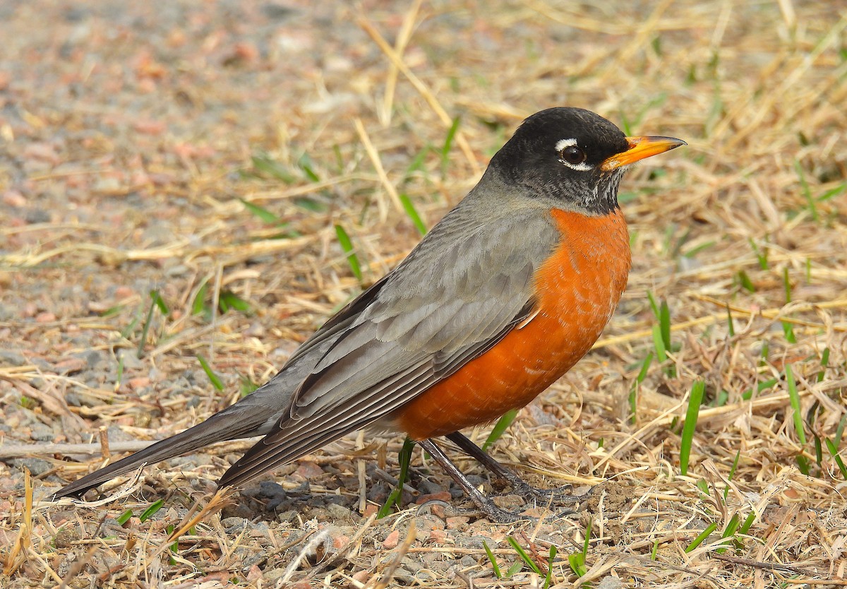 American Robin - ML652416502