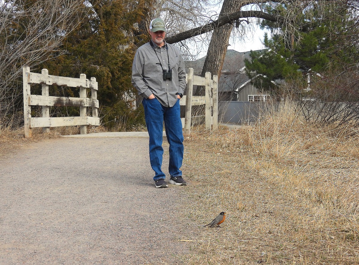American Robin - ML652416503
