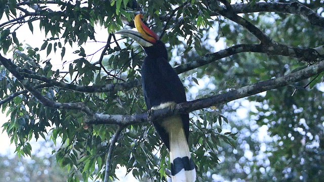 Calao rhinocéros - ML652416626