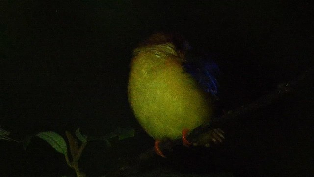 Martin-pêcheur à dos roux - ML652416842