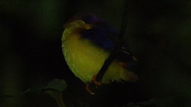 Martin-pêcheur à dos roux - ML652416843