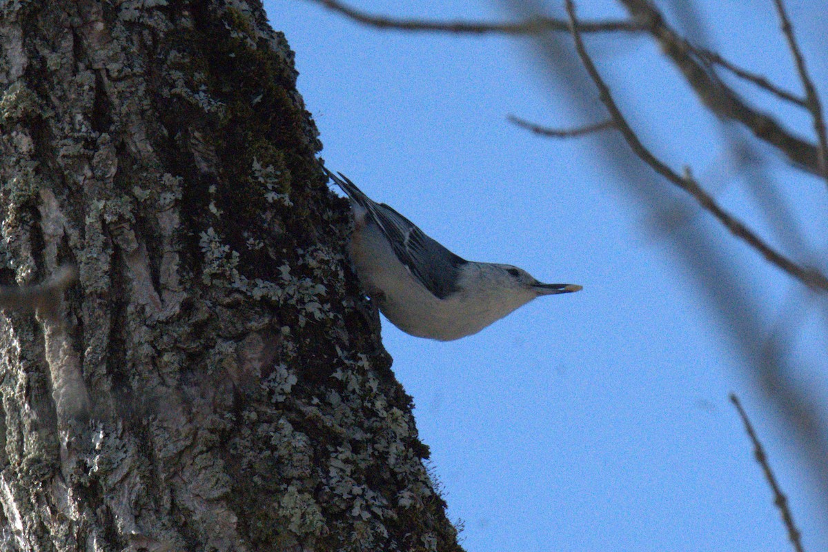 Beyaz Göğüslü Sıvacı - ML652416854