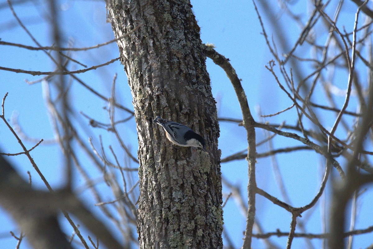 Beyaz Göğüslü Sıvacı - ML652416858