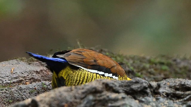 Brève de Schwaner - ML652416935