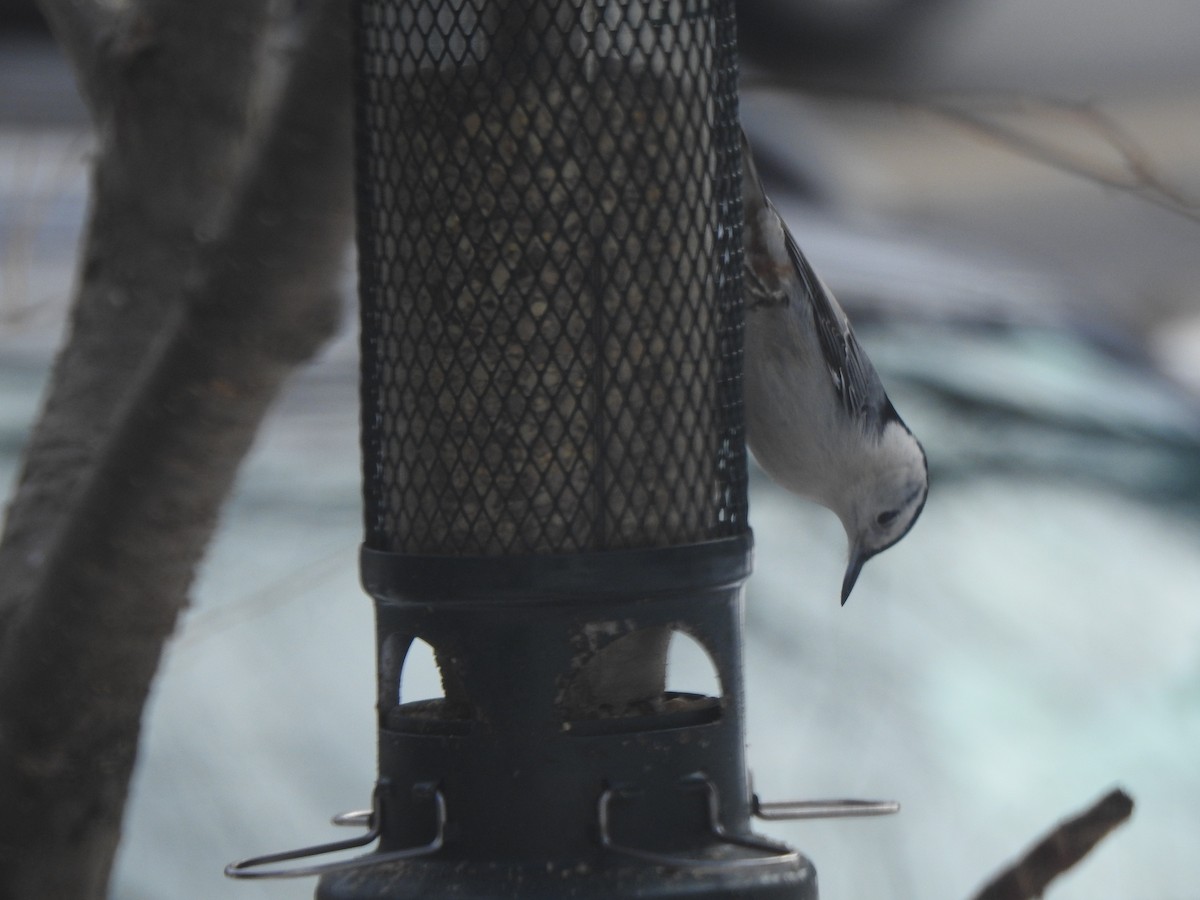 Beyaz Göğüslü Sıvacı - ML652417166