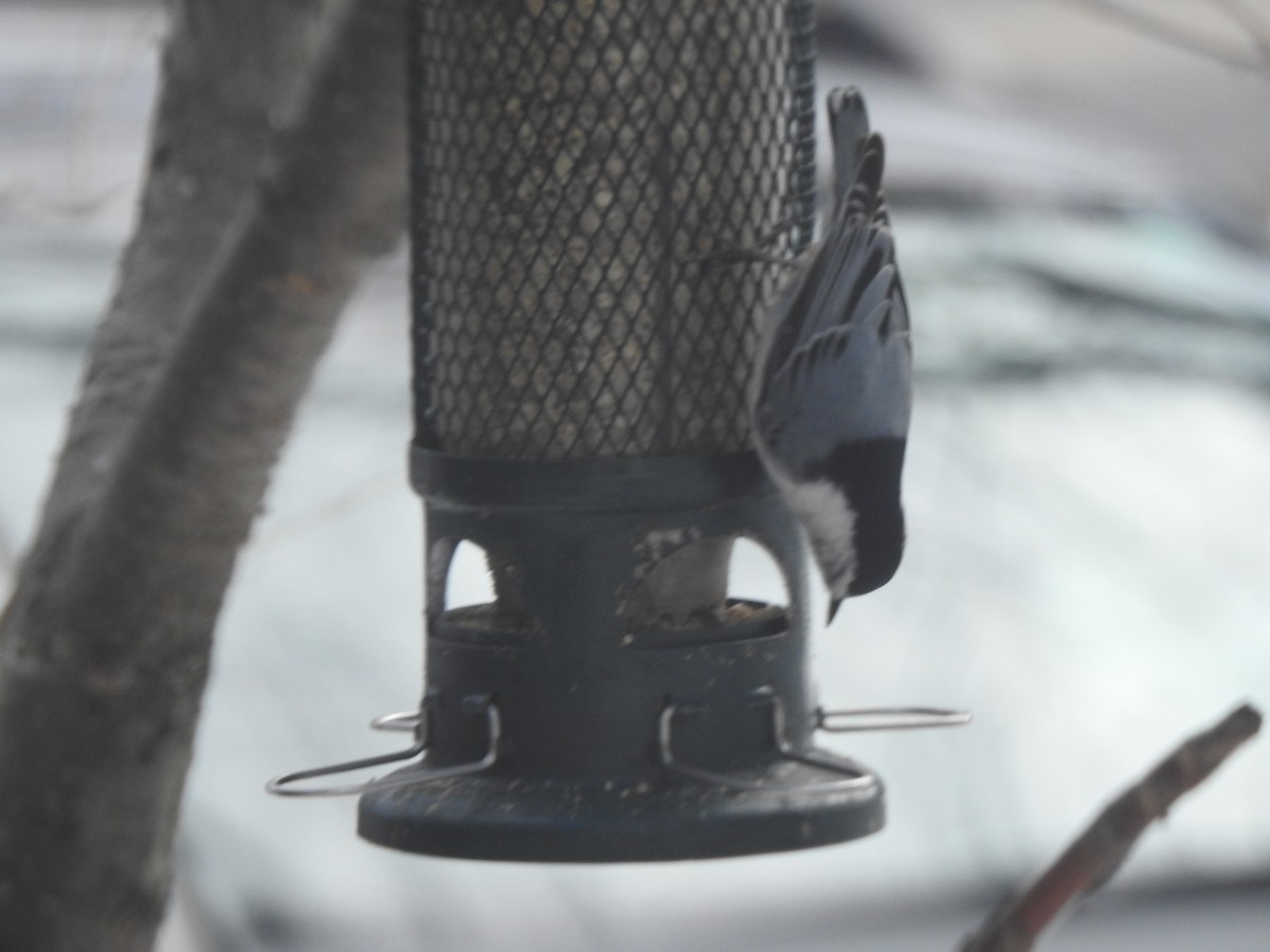 Beyaz Göğüslü Sıvacı - ML652417167