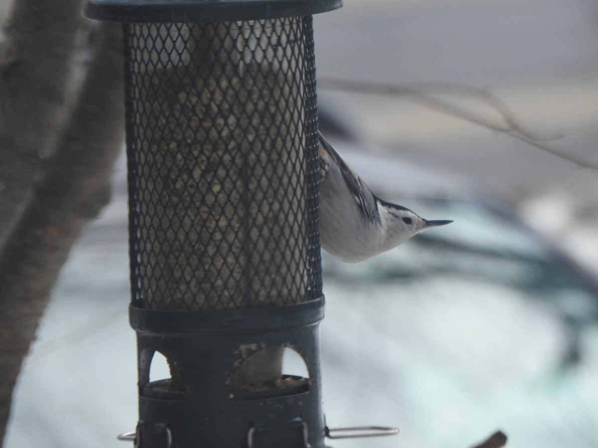 Beyaz Göğüslü Sıvacı - ML652417168