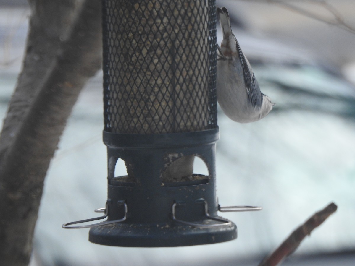 Beyaz Göğüslü Sıvacı - ML652417169