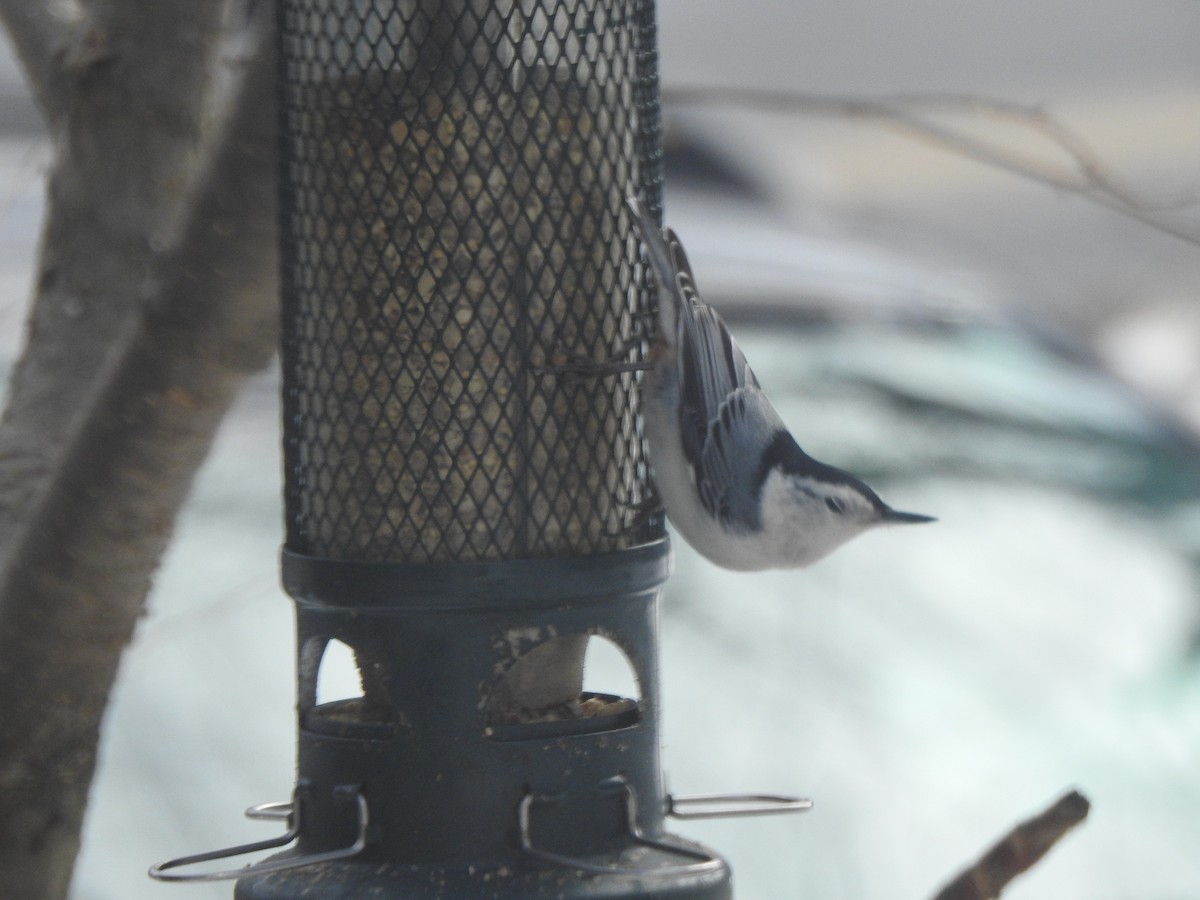 Beyaz Göğüslü Sıvacı - ML652417170