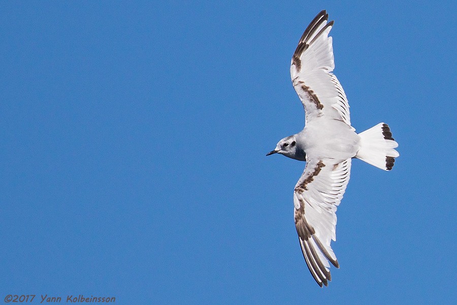 Little Gull - Yann Kolbeinsson