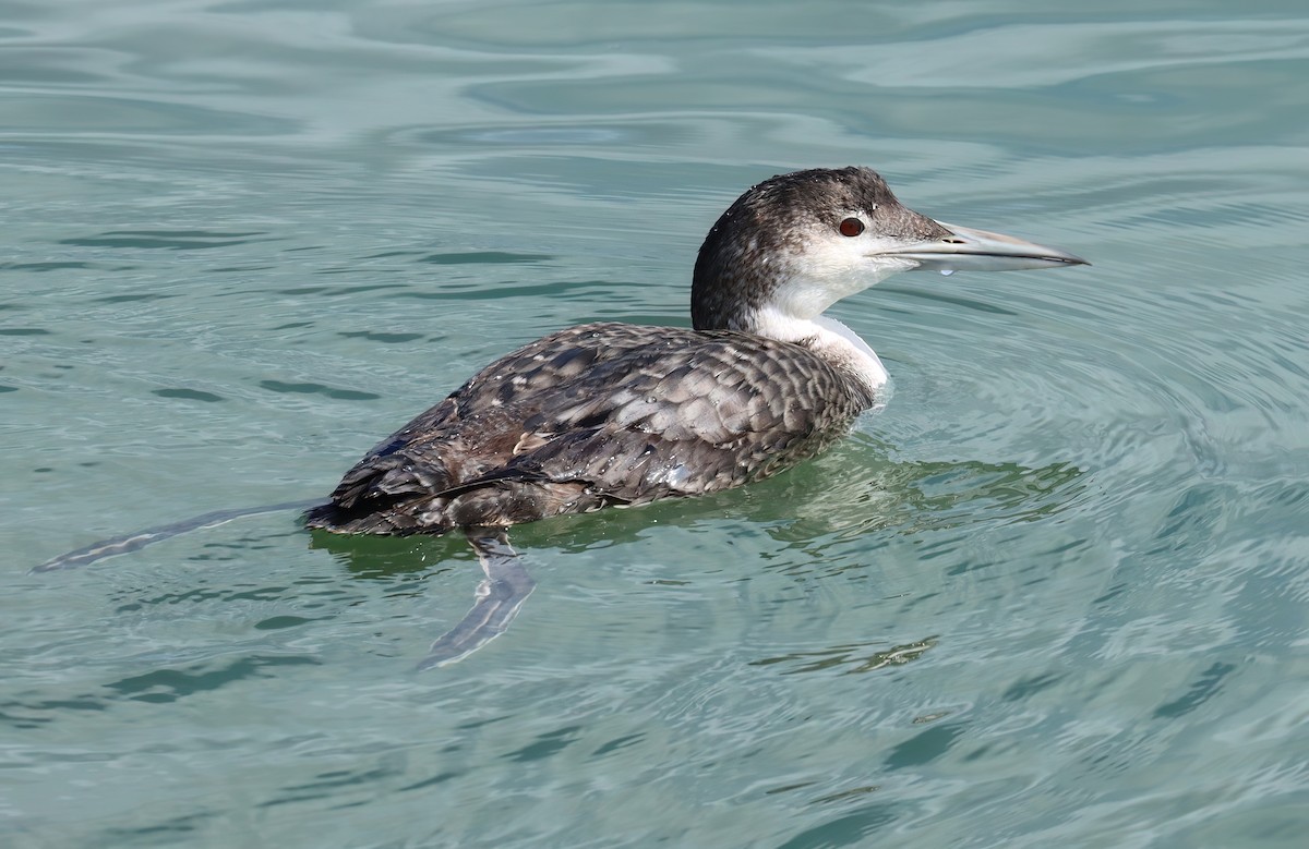 Colimbo Grande - ML652417331