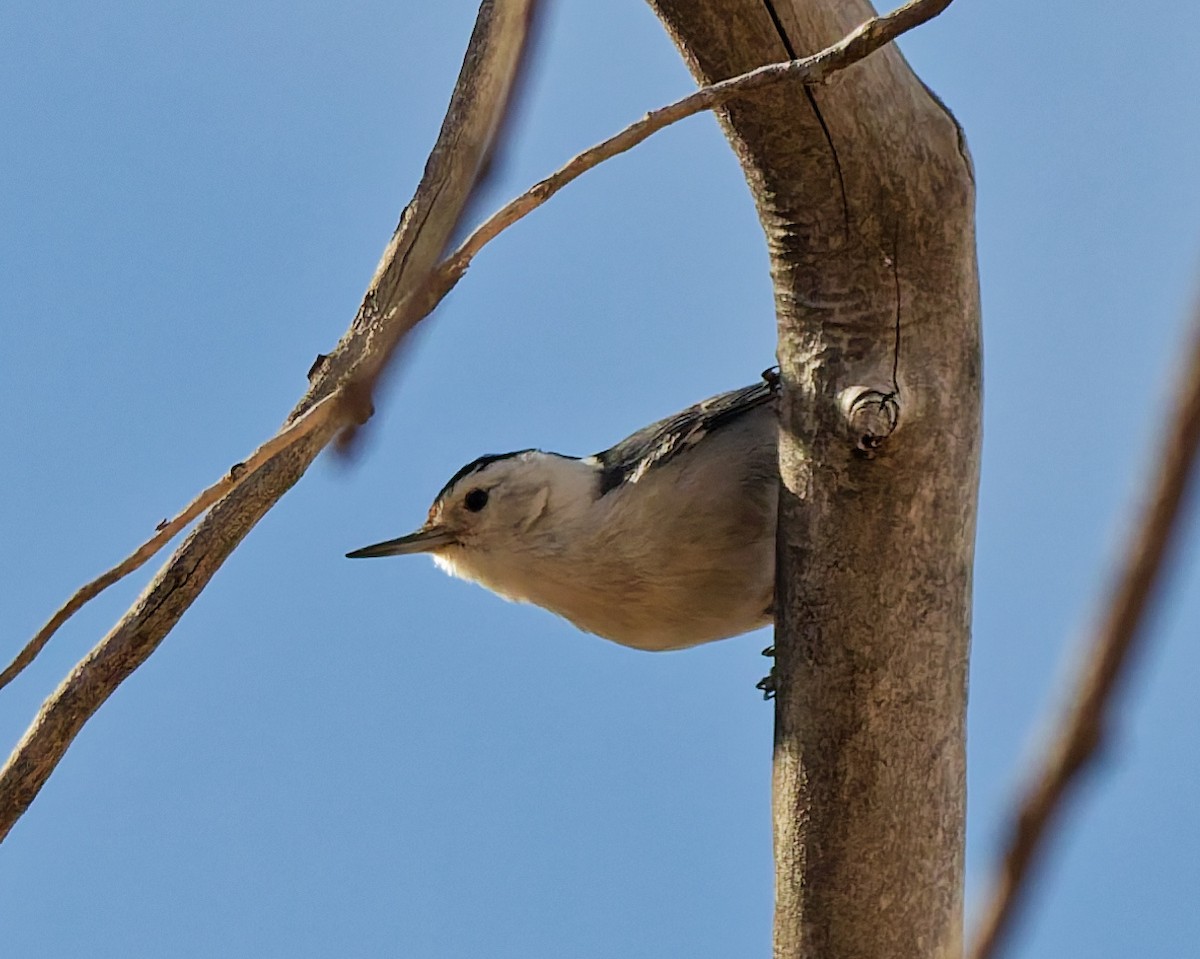 Beyaz Göğüslü Sıvacı - ML652417434