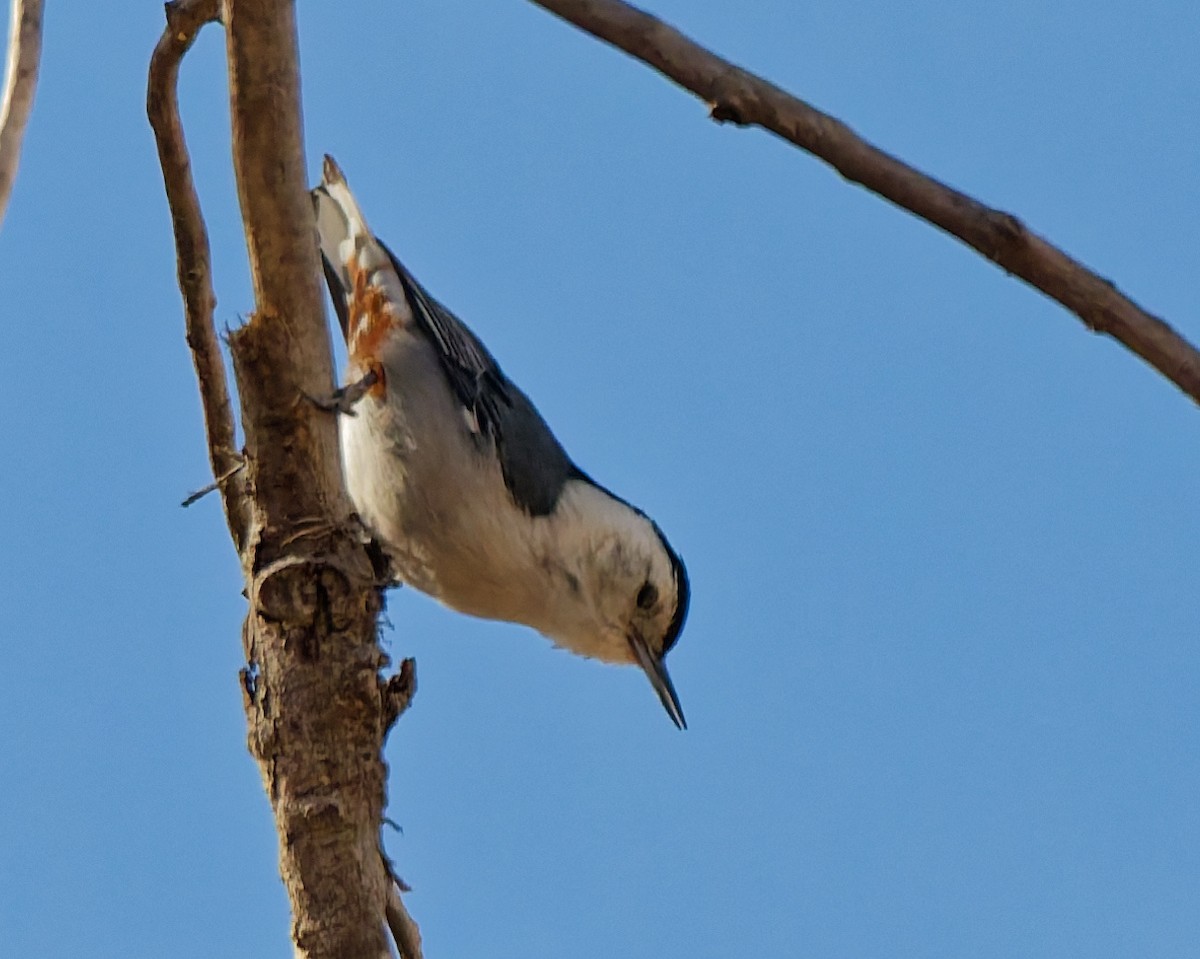 Beyaz Göğüslü Sıvacı - ML652417439