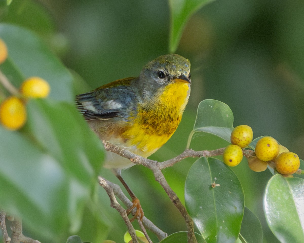 Northern Parula - ML652417520