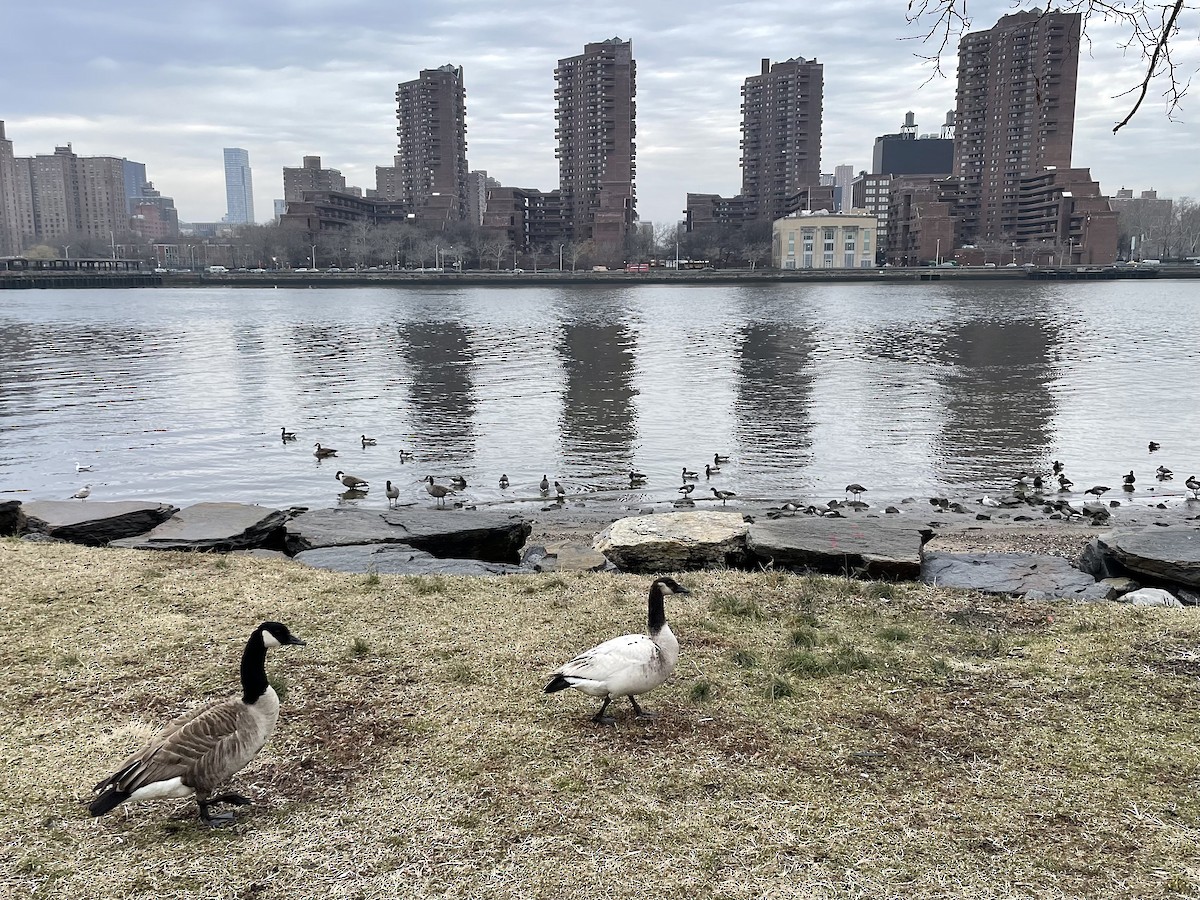 Bernache du Canada - ML652417574