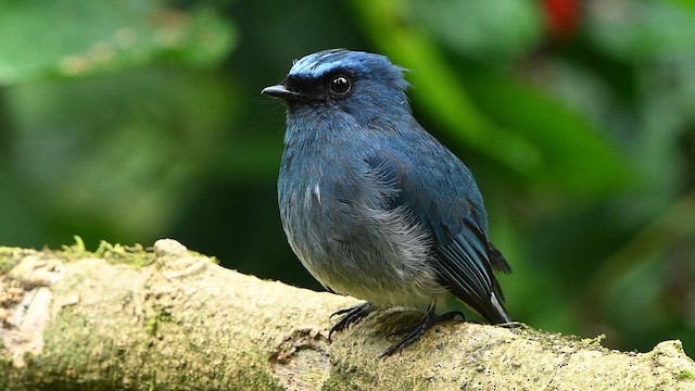 Gobemouche indigo - ML652418047