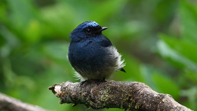 Gobemouche indigo - ML652418048